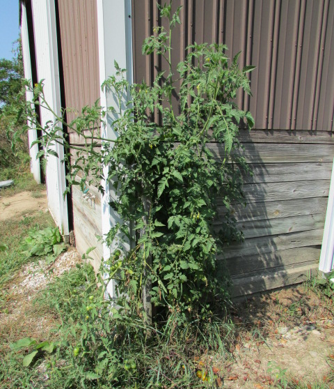 Camouflage Gardening: Tips for Keeping Your Garden Out of Sight
