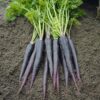 Carrot - Black Nebula - St. Clare Heirloom Seeds