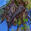 Carrot - Black Nebula - St. Clare Heirloom Seeds