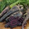 Carrot - Black Nebula - St. Clare Heirloom Seeds