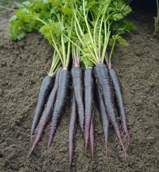 Carrot - Black Nebula - St. Clare Heirloom Seeds