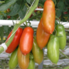 Tomato, Paste - San Marzano - St. Clare Heirloom Seeds