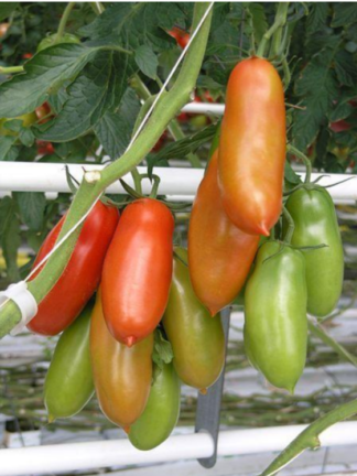 Tomato, Paste - San Marzano - St. Clare Heirloom Seeds