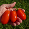 Tomato, Paste - San Marzano - St. Clare Heirloom Seeds