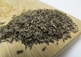 Black Seeded Simpson Microgreen - St Clare Heirloom Seeds