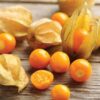 Cape Goosberry - St. Clare Heirloom Seeds