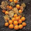 Cape Goosberry - St. Clare Heirloom Seeds