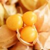 Cape Goosberry - St. Clare Heirloom Seeds