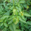 Cape Gooseberry - on Plant Credit P.J. Smith - St. Clare Heirloom Seeds