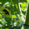 Cape Gooseberry - Blossom on Plant 2 Credit RobynAnne - St. Clare Heirloom Seeds