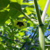 Cape Gooseberry - Blossom on Plant 2 Credit RobynAnne - St. Clare Heirloom Seeds