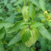 Cape Gooseberry - Fruits on Plant Credit P.J. Smith - St. Clare Heirloom Seeds