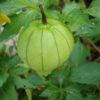 Cape Gooseberry - on Plant Credit P.J. Smith - St. Clare Heirloom Seeds
