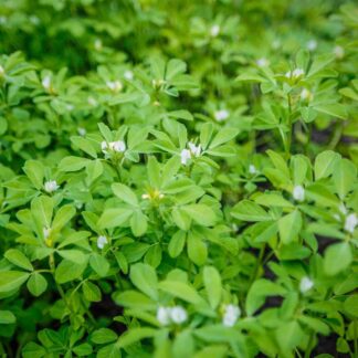 Herb - Fenugreek - St. Clare Heirloom Seeds