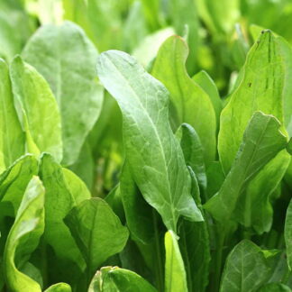 Close-up of vibrant green sorrel leaves with smooth edges and distinct veining.