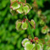 Herb - Sorrel - Large Leaf - Image 2