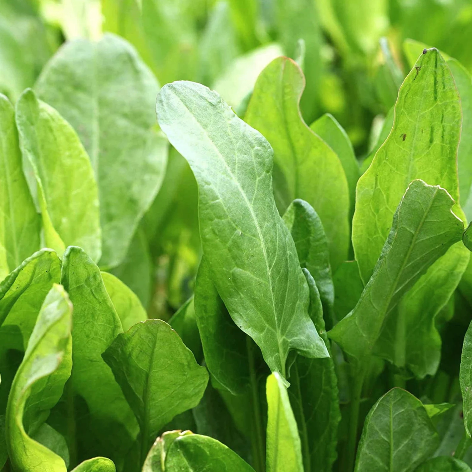 Close-up of vibrant green sorrel leaves with smooth edges and distinct veining.