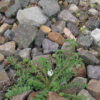 Herb - Salad Burnet - Image 6