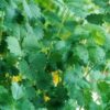 Dense growth of Salad Burnet leaves with rounded, serrated edges on upright stems.