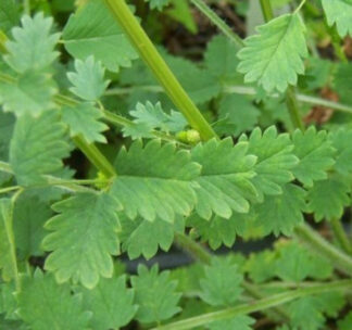 Close-up of Salad Burnet leaves with finely serrated edges and light green coloring. Photo credit: Floram.