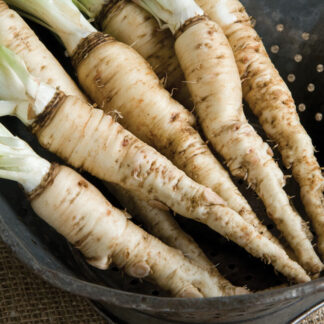 Salsify - Mammoth Sandwich Island - St. Clare Heirloom Seeds