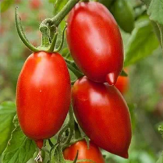 Tomato-Paste-Super-Italian-Paste
