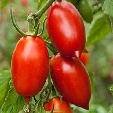 Tomato-Paste-Super-Italian-Paste
