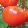 Tomato, Pink and Purple - Bradley