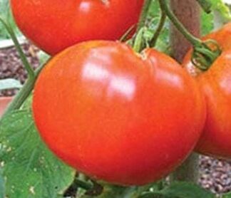 Tomato, Pink and Purple - Bradley