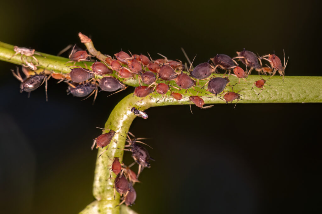 Colony of green aphids feeding on tender plant stem—frequently managed with Organic Insect Pest Control techniques