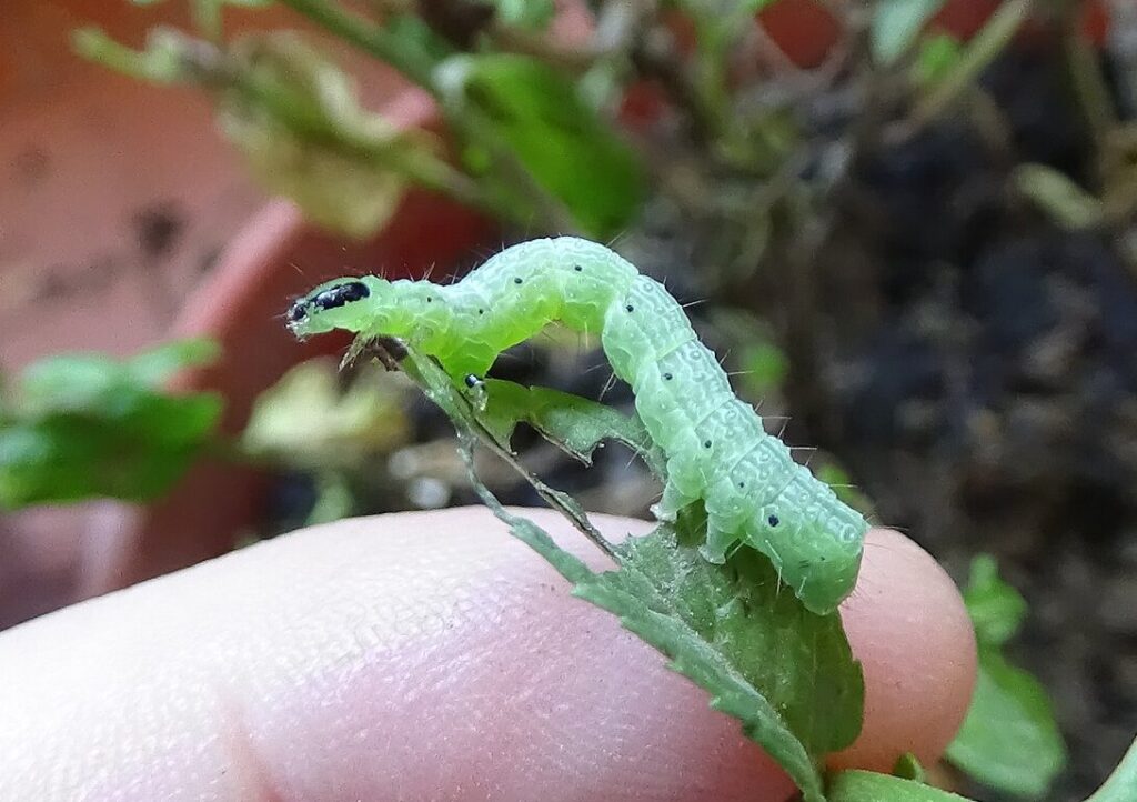 Close-up of cabbage looper larva on collard greens—typical damage controlled using Organic Insect Pest Control strategies
