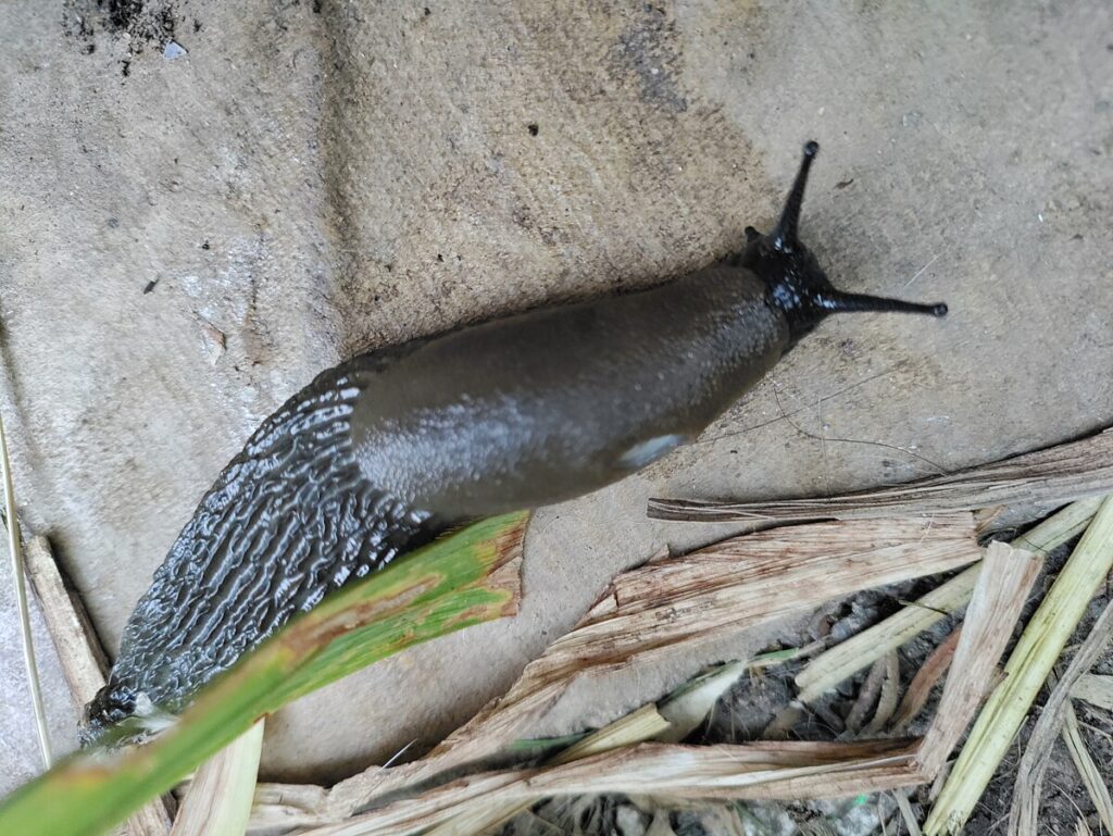 Close-up of slug—typical nighttime pest addressed with Organic Insect Pest Control methods like traps and barriers.