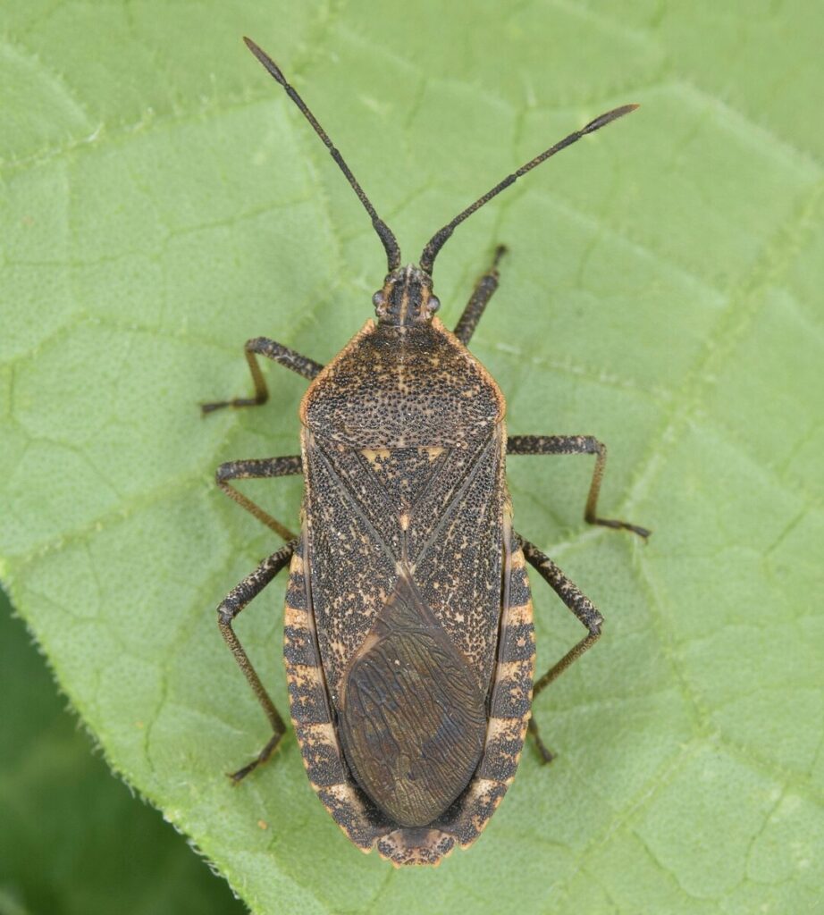 Adult squash bug on leaf—commonly targeted in Organic Insect Pest Control for heirloom squash and pumpkins