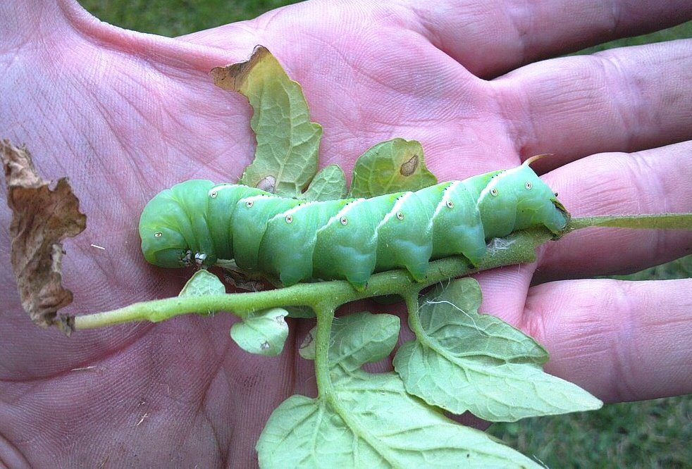 Large tomato hornworm on tomato plant stem—destructive caterpillar managed with Organic Insect Pest Control methods