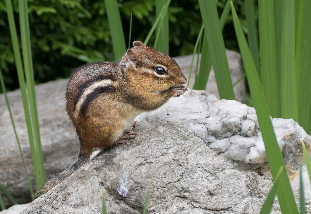 Chipmunk perched on a rock near a garden edge, a small but persistent target in organic animal pest control.