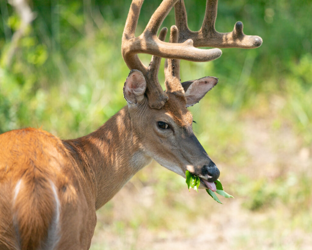 Deer standing in an open field near a garden, a major focus of organic animal pest control.
