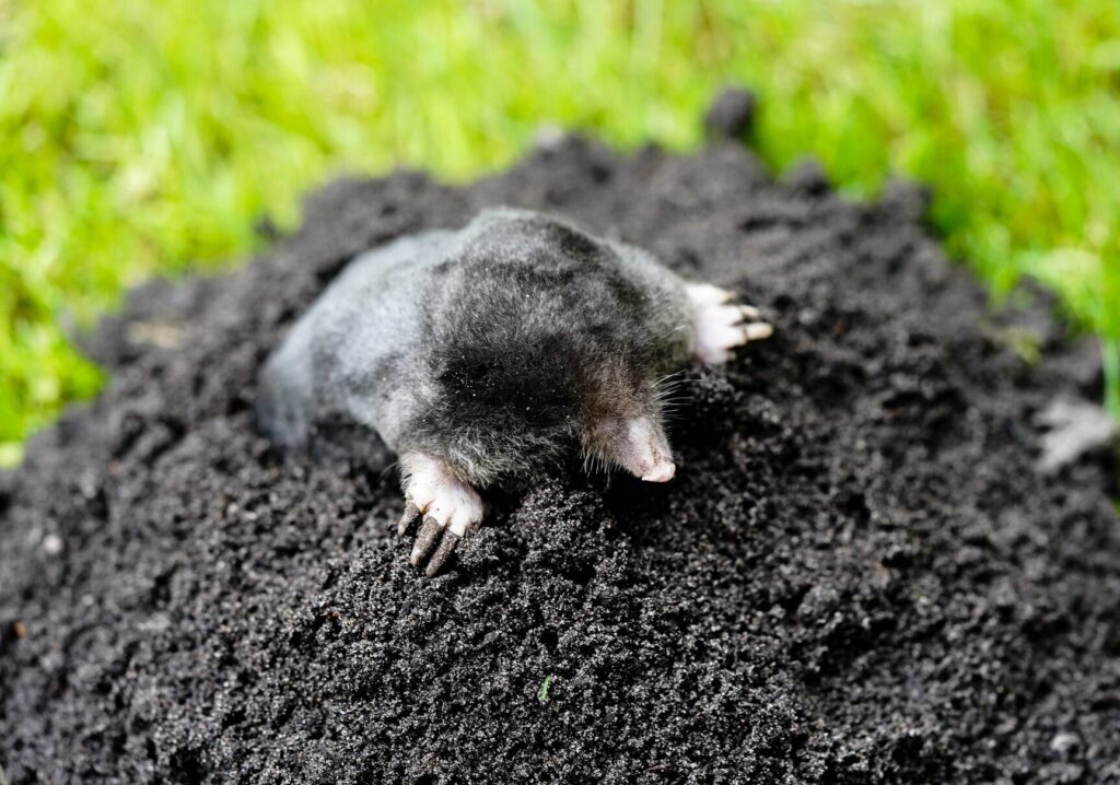 Mole emerging from a tunnel in open grassland, a hidden threat addressed by organic animal pest control.