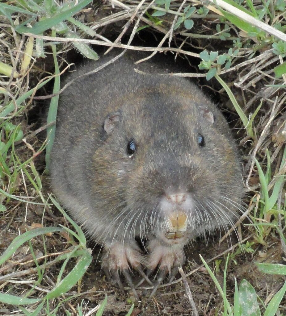 Pocket gopher emerging from a tunnel in open grassland, a hidden threat addressed by organic animal pest control.