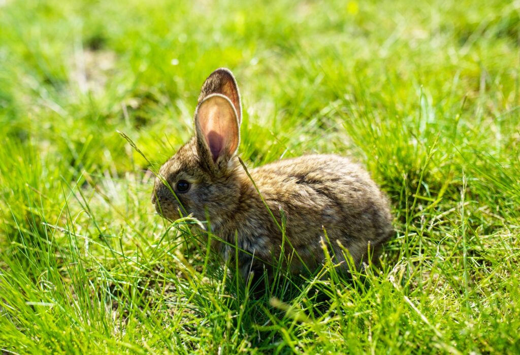 Rabbit grazing in a meadow, highlighting the need for organic animal pest control in rural gardens.
