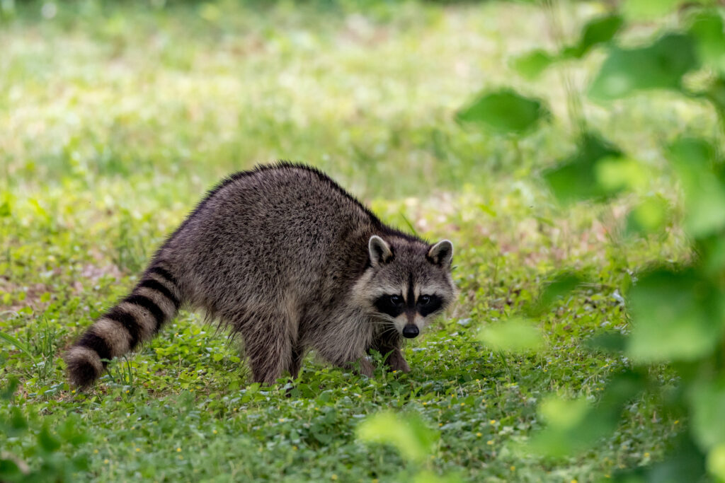Raccoon in an open meadow near a garden area, highlighting the need for organic animal pest control in rural settings.