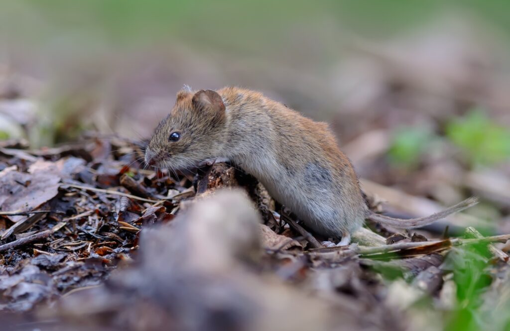 Vole in a grassy field near garden crops, often controlled through organic animal pest control methods.