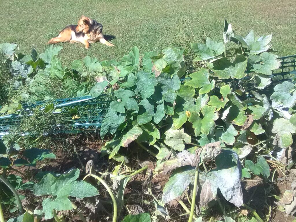 Winter squash affected by powdery mildew, a common issue among common fruit and vegetable diseases.
