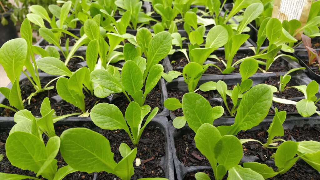 Sustainable Gardening for All: Simple Ideas, Real Rewards