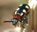 Asparagus Beetle - The Asparagus Beetle feed on the young shoots and leafs of Heirloom / Open Pollinated Vegetable Garden Asparagus Plant.