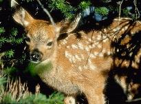 Baby Whitetail Deer - Even the littlest deer will grow up and learn how to enjoy your Heirloom / Open Pollinated Vegetable Garden. Start early to keep them out.