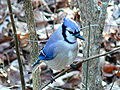 Blue Jay - This bird likes to find young Heirloom / Open Pollinated Vegetable Garden Plants and Seeds in your Garden.