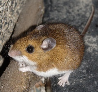 The Common Brown Mouse - Brown Mice like to eat the roots and seedlings of you Heirloom / Open Pollinated Vegetable Garden plants.