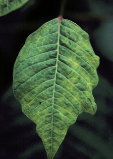 A Heirloom / Open Pollinated Cucumber leaf infected with the Mosaic Virus.