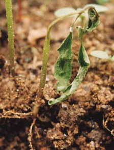 Damping off on a garden plant