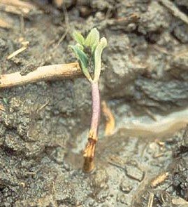 Damping off on a garden plant.
